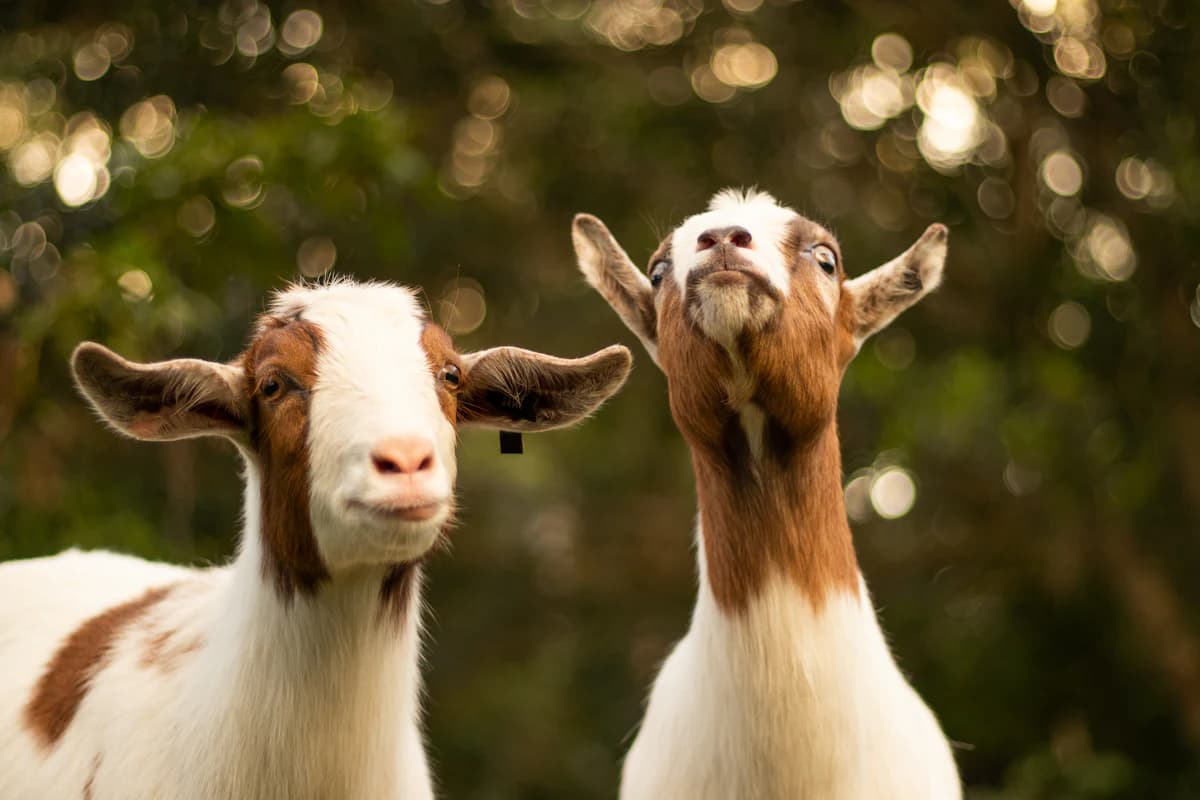 Two goats on a smallholding